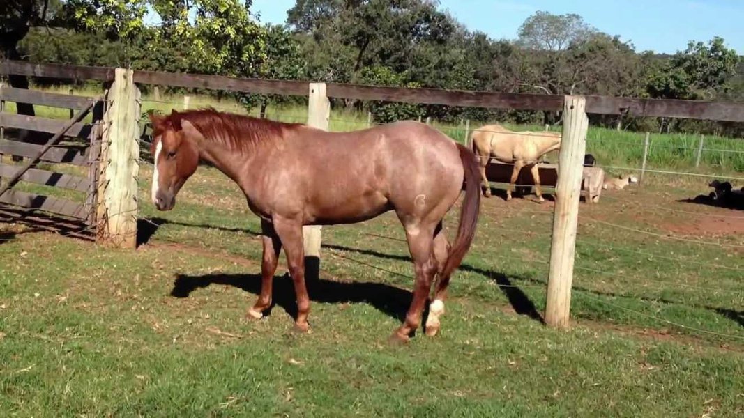 O Governo do Ceará, por meio da Agência de Desenvolvimento do Estado do Ceará (Adece), lança, nesta quarta-feira (16), a Câmara Setorial da Equinocultura do Ceará. A criação da Câmara Setorial da equinocultura foi uma reivindicação do setor, cuja cadeia produtiva movimenta a produção de ração, feno, capacitação de mão de obra e transporte, gerando emprego e renda principalmente na Zona Rural