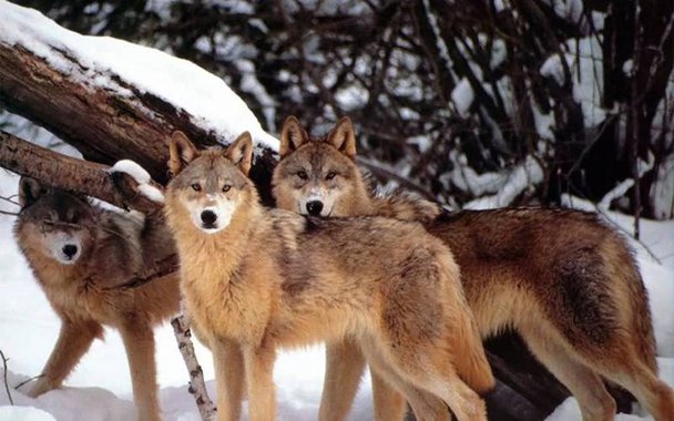 Os lobos estiveram ausentes do Parque Nacional Yellowstone, nos Estados Unidos, durante mais de 70 anos. Sua reintrodução na área ocorreu ao redor de 1995 – e esse retorno trouxe surpreendentes benefícios. Ao final da matéria, um vídeo explica e ilustra bem o que aconteceu, mostrando do que é capaz a natureza quando nós a deixamos em estado puro.