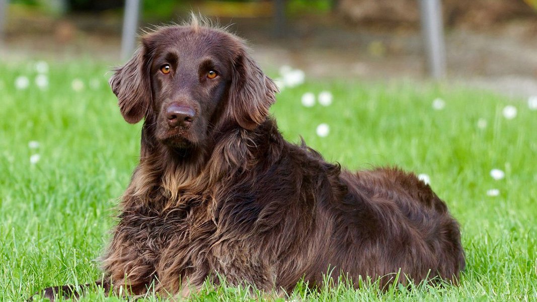 O brasileiro que tem bicho de estimação gasta em média R$ 189 por mês com o animal, segundo pesquisa feita pelo Serviço de Proteção ao Crédito (SPC Brasil) e pela Confederação Nacional de Dirigentes Lojistas (CNDL) com 796 internautas de todas as capitais; o principal gasto dos donos com os animais é com a alimentação: rações foram citadas por 88% dos entrevistados e produtos de higiene, por 52% 