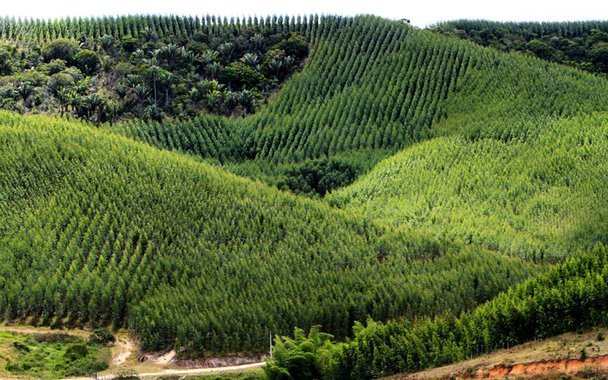 Com um orçamento de R$ 3,5 mil por hectare, a produção de 60 mil hectares de eucaliptos plantados no Tocantins nos últimos sete anos pode causar um rombo nas contas de produtores rurais do estado por falta de compradores; o prejuízo estimado é de R$ 210 milhões na cadeia produtiva; após o fim da carência do financiamento, de nove anos, ou seja, a partir de 2019, os produtores correm sério risco de não terem condições de honrar os compromissos com os bancos