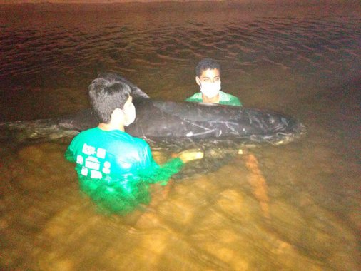 Um golfinho encalhado foi encontrado vivo na na Praia de Lagoa do Pau, em Coruripe, Litoral Sul de Alagoas; mamífero é um macho adulto conhecido como Golfinho-de-Riso, mede 2,46 metros  está sendo mantido em um lago próprio e acompanhado pelos técnicos do Instituto Biota de Conservação e por veterinários; veja vídeo
