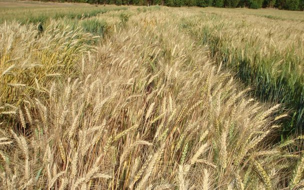 Os mais de cem dias sem chuva em boa parte das cidades mineiras têm preocupado produtores de café, soja, milho e de frutas; Especialistas avaliam que, no cultivo de café, do qual Minas é responsável por cerca de 50% da produção nacional, a seca dos últimos anos pode derrubar em até 20% as projeções da próxima colheita – prevista em cerca de 25 milhões de sacas para o Estado