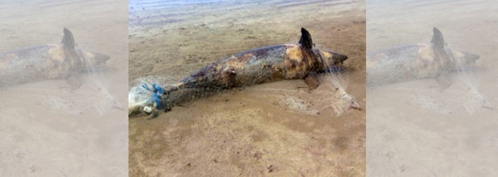 A carcaça de um golfinho nariz de garrafa preso a uma rede de pesca de peixe foi encontrada em um trecho da faixa de areia da praia de Japaratinga, no Litoral Norte de Alagoas; integrantes do Instituto Biota de Conservação suspeitam que o animal morreu afogado pelo fato de ter ficado preso à rede