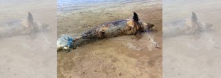 A carcaça de um golfinho nariz de garrafa preso a uma rede de pesca de peixe foi encontrada em um trecho da faixa de areia da praia de Japaratinga, no Litoral Norte de Alagoas; integrantes do Instituto Biota de Conservação suspeitam que o animal morreu afogado pelo fato de ter ficado preso à rede