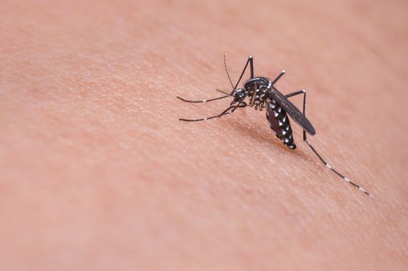 Sessão conjunta da Assembleia Legislativa e Câmara Municipal de Maceió, deputados e vereadores cobraram de prefeituras e do governo estadual o fortalecimento das ações preventivas contra o zika vírus; parlamentares afirmaram que o papel do Estado deve ser fortalecido não apenas quando o bebê nasce, mas, sobretudo, no tocante à prevenção, de modo a se evitar o contágio pelo aedes aegypti; eles também disseram que cerca de 50 crianças diagnosticadas com microcefalia moram em Maceió