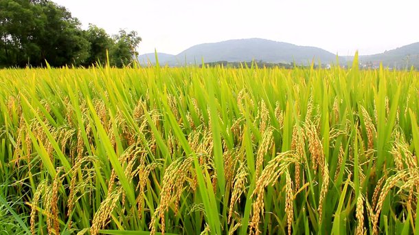 A previsão para 2017 referente a safra de grãos do Nordeste é de aumento de 90%; crescimento será impulsionado pelo aumento da produção de arroz; estudo também sinaliza aumento das produções de feijão, milho e soja (89,5%); maior destaque de Sergipe é a safra de milho, com previsão de atingir 643,3 mil toneladas; laranja e o coco da baía também são destaques