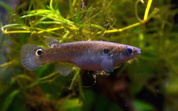 Já viram um peixinho empoleirado em árvores como se fosse um pássaro? Ele existe. É o Kryptolebias marmoratus, um killifish ou rívulo dos mangues que consegue viver fora da água por alguns meses.