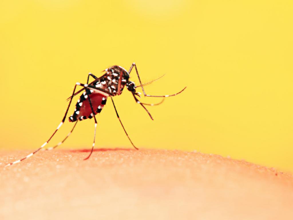 A Secretaria Estadual de Saúde (SES) do Rio informou que foram confirmados os dois primeiros casos de febre amarela silvestre com transmissão dentro do estado, desde as primeiras notificações em humanos em Minas; um dos casos resultou em morte: Watila Santos, de 38 anos, morador da área rural de Casimiro de Abreu, na Baixada Litorânea; ele morreu no hospital municipal da cidade, onde deu entrada com queixas de dor de cabeça, taquicardia, falta de ar, febre e dor no corpo