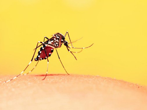 A Secretaria Estadual de Saúde (SES) do Rio informou que foram confirmados os dois primeiros casos de febre amarela silvestre com transmissão dentro do estado, desde as primeiras notificações em humanos em Minas; um dos casos resultou em morte: Watila Santos, de 38 anos, morador da área rural de Casimiro de Abreu, na Baixada Litorânea; ele morreu no hospital municipal da cidade, onde deu entrada com queixas de dor de cabeça, taquicardia, falta de ar, febre e dor no corpo