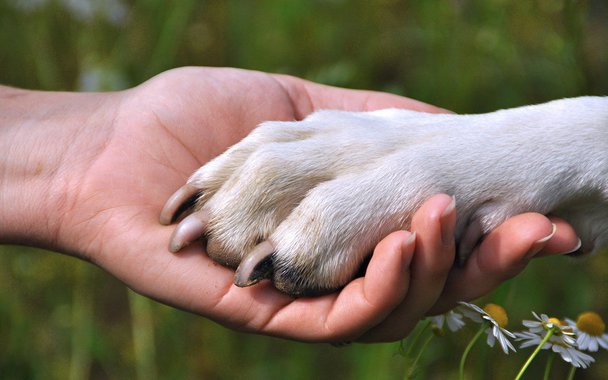 Quem gosta de cachorro sabe muito bem do calor afetivo e o conforto de uma presença sincera que seus companheiros caninos proporcionam. Mas talvez não saiba que ter um cão pode ajudar a melhorar a saúde do coração. É o que sugere um crescente corpo de evidências levantadas por pesquisas conduzidas na Harvard University.