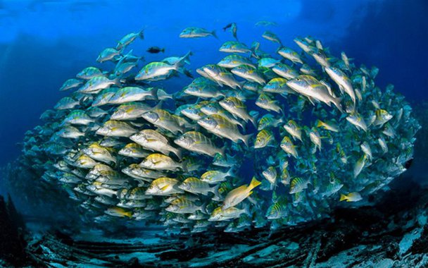 Mais uma vez, o Underwater Photographer of the Year – o mais importante concurso de fotos submarinas do mundo – reúne imagens maravilhosos e revela ângulos inéditos do fascinante universo que se esconde nas profundezas do mar.