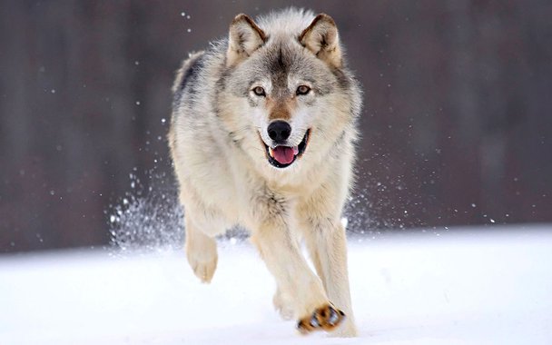  
As últimas descobertas científicas sobre as circunstâncias nas quais aconteceu a domesticação canina. Mais que a história de uma amizade multimilenar entre o homem e um animal selvagem, ela narra o quadro das origens da civilização humana e da inteligência social.