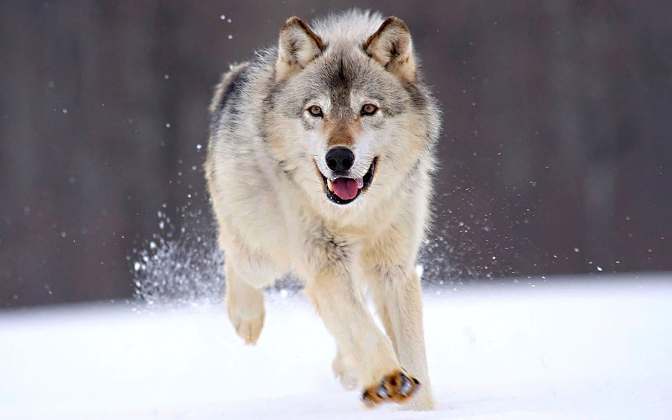  
As últimas descobertas científicas sobre as circunstâncias nas quais aconteceu a domesticação canina. Mais que a história de uma amizade multimilenar entre o homem e um animal selvagem, ela narra o quadro das origens da civilização humana e da inteligência social.