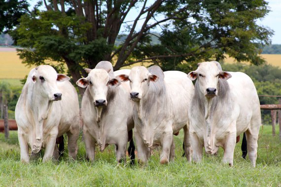Em meio aos efeitos da Operação Carne Fraca, pela qual a Polícia Federal acusou cerca de 30 empresas de pagarem fiscais do Ministério da Agricultura para liberar produtos e manutenção de unidades fora das conformidades, circula nas redes sociais a notícia de um acordo que prevê a chegada de carne dos Estados Unidos ao Brasil nos próximos meses; o Brasil é o segundo maior exportador de carnes do mundo, perdendo apenas para o mercado norte-americano; a operação divulgada com estardalhaço pela PF já resultou na suspensão de importações de carne brasileira por quatro mercados