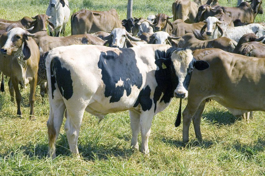 O volume exportado de carnes alcançou 97,2 mil toneladas no primeiro trimestre deste ano, um aumento 10%, aproximadamente, na comparação com o mesmo período do ano passado; os números, divulgados pela Secretaria de Estado da Agricultura, Pecuária e Abastecimento (Seapa) com base em dados do Ministério de Desenvolvimento; segundo o governo, os dados mostram que Operação Carne Fraca, da PF, não causou impactos significativos na cadeia produtora do estado no período analisado