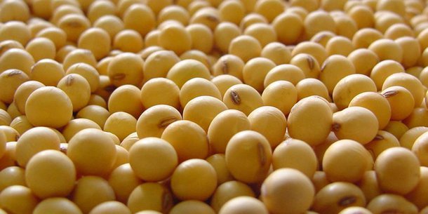 O IBGE divulgou os números da safra agrícola do Piauí para este ano (setembro de 2016 a março de 2017), em levantamento realizado em todos os 224 municípios do estado; a produção estimada de grãos (caroço de algodão, arroz, fava, feijão, milho e soja) é de 4.078.693 toneladas, o que, de acordo com o Supervisor da Pesquisa Agrícola do IBGE no Piauí, Pedro Andrade, se constitui em uma safra recorde no estado do Piauí, superior 181,53% em relação a safra obtida em 2016 (setembro de 2015 a março de 2016), em se mantendo as condições climáticas favoráveis; a área total cultivada nesta safra com estas culturas é de 1.448.770 ha
