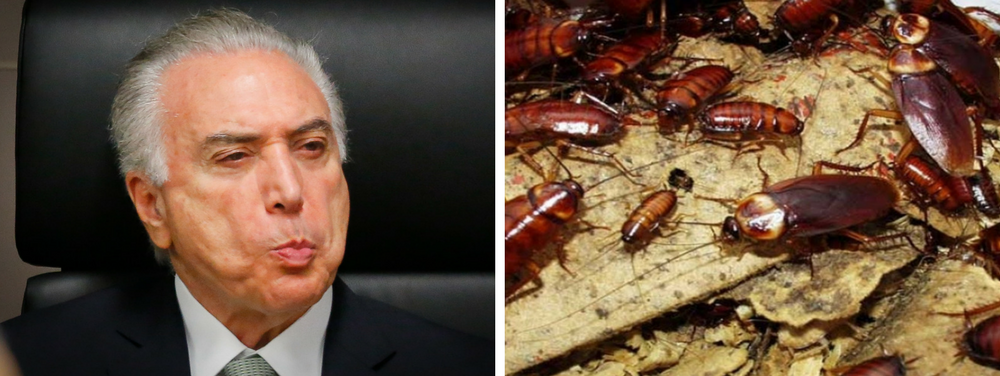 O Palácio do Planalto sofre com uma infestação de baratas; na semana passada, elas foram vistas saindo de suportes de energia elétrica próximos à galeria de retratos dos presidentes brasileiros, no andar térreo; baratas também circulam pelos corredores e chegaram a subir em um repórter;  administração promete reforço na dedetização do espaço