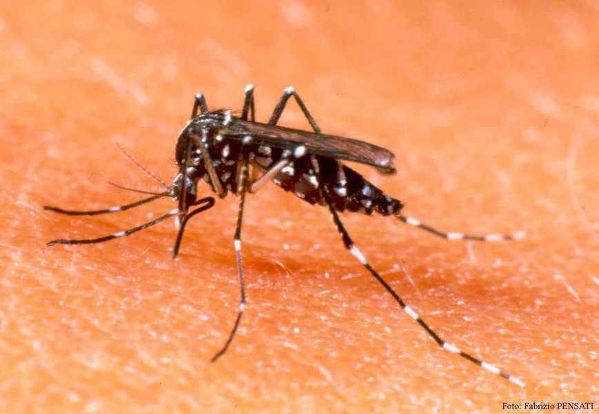 A vacina contra dengue Dengvaxia, que vem obtendo redução de até 90% dos casos graves da doença no Paraná, foi apresentada nesta quinta (28) na Assembleia Legislativa. O deputado Carlos Felipe (PCdoB), que presidiu a reunião, ponderou sobre os custos para trazer a vacina ao Ceará. De acordo com ele, seriam R$ 44 milhões, conforme valores disponibilizados no Paraná como referência (R$ 124 a dose). "Mas entendemos que apenas a contenção do vetor não vai reduzir os casos, e a vacina continua necessária”, afirmou