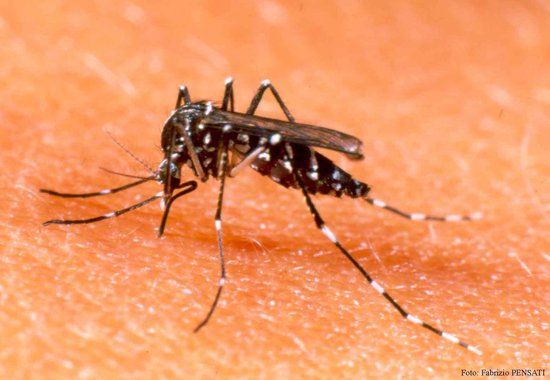 A vacina contra dengue Dengvaxia, que vem obtendo redução de até 90% dos casos graves da doença no Paraná, foi apresentada nesta quinta (28) na Assembleia Legislativa. O deputado Carlos Felipe (PCdoB), que presidiu a reunião, ponderou sobre os custos para trazer a vacina ao Ceará. De acordo com ele, seriam R$ 44 milhões, conforme valores disponibilizados no Paraná como referência (R$ 124 a dose). "Mas entendemos que apenas a contenção do vetor não vai reduzir os casos, e a vacina continua necessária”, afirmou