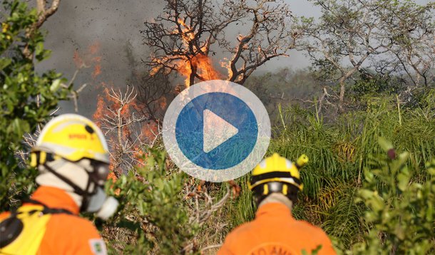 Um incêndio de grandes proporções está destruindo o Parque Nacional da Chapada dos Veadeiros. Desde a última terça-feira (17), o fogo já consumiu cerca de 35 mil hectares, o equivalente a 14,6% da reserva considerada patrimônio natural da humanidade; segundo Fernando Tatagiba, chefe do Parque Nacional, trata-se de um incêndio criminoso. "Alguém colocou fogo na vegetação dos dois lados da rodovia GO-118 e no interior de um aceiro, uma área desmatada que serve justamente como medida de prevenção de incêndios. Certamente se trata de uma pessoa que conhece a região e a nossa dinâmica de combate às chamas", relata; nas redes sociais, internautas, ONGs e entidades ambientais divulgam fotos e vídeos do desastre; assista acima 