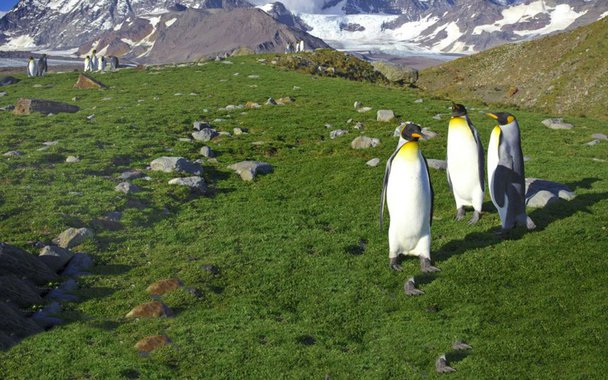 Pesquisadores na Antártica acabam de descobrir grandes áreas recobertas por fungos e líquens na Península Antártica. O fenômeno é evidência das mudanças climáticas globais que atingem inclusive as áreas mais remotas e até agora mais protegidas do planeta.