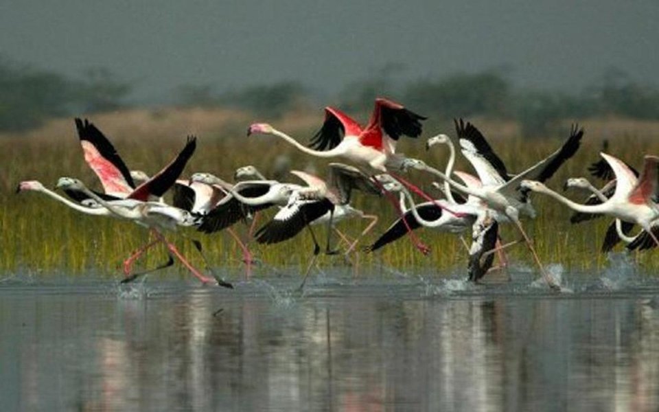 
Cientistas querem instalar micro sensores em animais selvagens, sobretudo aves migratórias, com o objetivo de as conhecer melhor e ao seu comportamento. Os dados obtidos através desses chips servirão também para ajudar a prevenir catástrofes naturais.