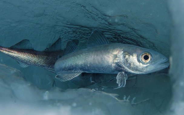 Uma fauna inesperada de espécies invasoras, típicas de outras latitudes, acaba de ser descoberta ao largo do Líbano, no Mediterrâneo, a mil metros de profundidade. Na foto de abertura, abaixo, o pequeno tubarão-lanterna, endêmico do oceano Ártico. O que fará ele no Mediterrâneo?