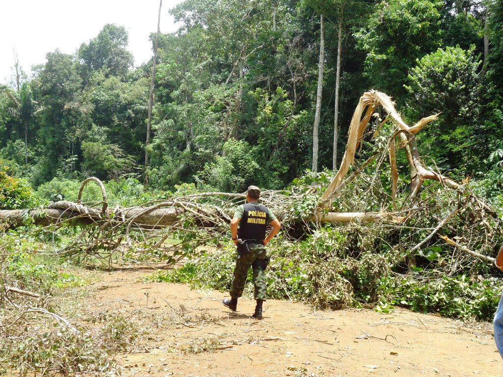Flona Pará foresta Amazônia