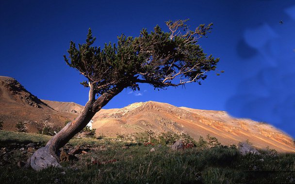 As altas temperaturas obrigam as plantas a migrar para latitudes mais altas. Mas uma espécie rival se desloca mais rapidamente e subtrai espaço e nutrientes a uma das árvores mais longevas da Terra. Na Califórnia, o pinheiro “Matusalém” (na foto de abertura, abaixo), com mais de 5 mil anos de idade, poderá desaparecer.