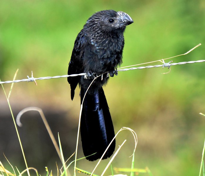 Ao abrir a janela virtual nos deparamos diariamente com pedófilos que festejam o assassinato de adolescentes em conflito com a lei, com grileiros que chamam o MST de criminoso, com condenados por corrupção pedindo cadeia a corruptos...