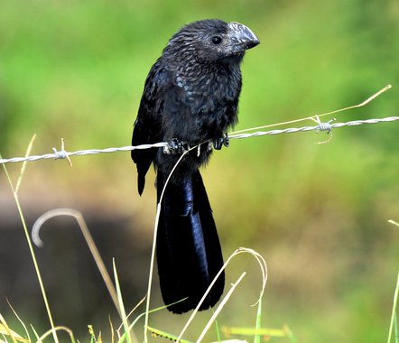 Ao abrir a janela virtual nos deparamos diariamente com pedófilos que festejam o assassinato de adolescentes em conflito com a lei, com grileiros que chamam o MST de criminoso, com condenados por corrupção pedindo cadeia a corruptos...