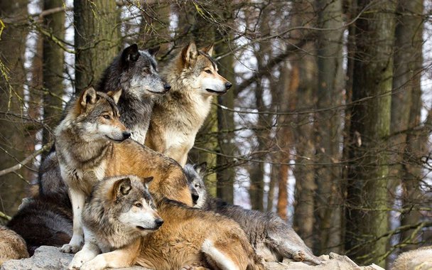 A evacuação imposta pelo desastre nuclear de 1986 em Chernobyl, na Ucrânia, transformou a área em um estupendo laboratório para se estudar o impacto da ausência da presença humana sobre o habitat e a fauna.