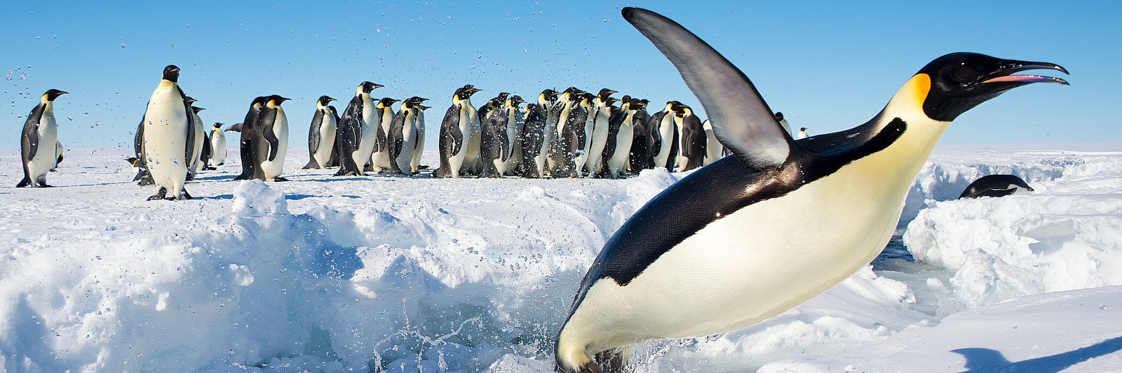 Pinguins na Antártida, frio, gelo, neve