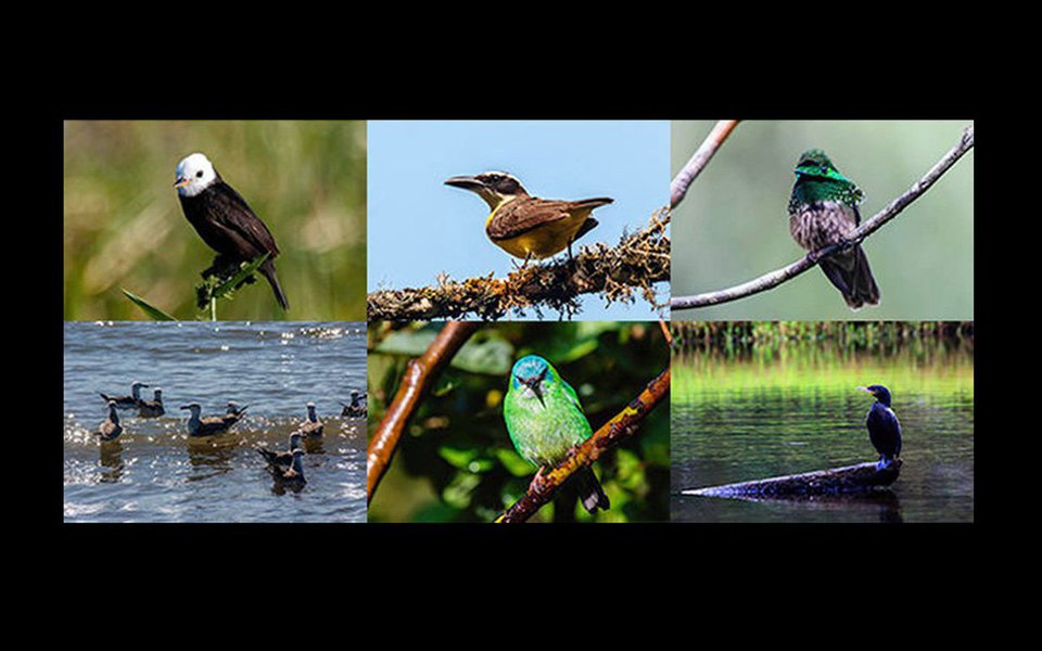 Belo projeto de livro sobre os pássaros que habitam a Mata Atlântica, no Litoral Norte de São Paulo, foi lançado pelo sistema Catarse de crowfunding (financiamento coletivo). Trata-se de “Ave, foto”, do jornalista/naturalista Roberto Negraes, em parceria com Joe Ribeiro, da Axis Mundi Editora. Se você gosta de observar a natureza e suas criaturas (particularmente a observação de pássaros), ou se simplesmente deseja colaborar com iniciativas de preservação do meio natural e da biodiversidade, não deixe de participar.