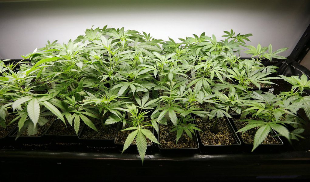 Câmara dos Deputados da Itália começará a discutir um projeto de lei que legaliza o cultivo da maconha no país; Atualmente, o cultivo da cannabis é proibido na Itália até mesmo para fins terapêuticos; projeto de lei que será debatido na Câmara pode legalizar o cultivo inclusive para consumo próprio, desde que limitado a cinco plantas por residência e que o usuário comunique as autoridades locais, além disso, o produto não poderá ser vendido; projeto deve enfrentar forte resistência em um parlamento conservador e sob a influência permanente da Igreja Católica