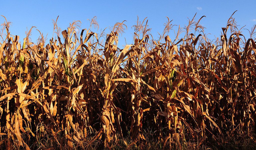 O governo do Distrito Federal estima prejuízo de R$ 116 milhões e redução de 70% na produção de milho, em consequência da estiagem entre fevereiro e abril; a baixa na produção representa 2,5 milhões de sacos de 60 quilos do grão a menos na colheita, segundo a Secretaria da Agricultura; a pasta emitiu nota técnica para embasar e apoiar produtores que não puderem cumprir contratos ou solicitar novos financiamentos