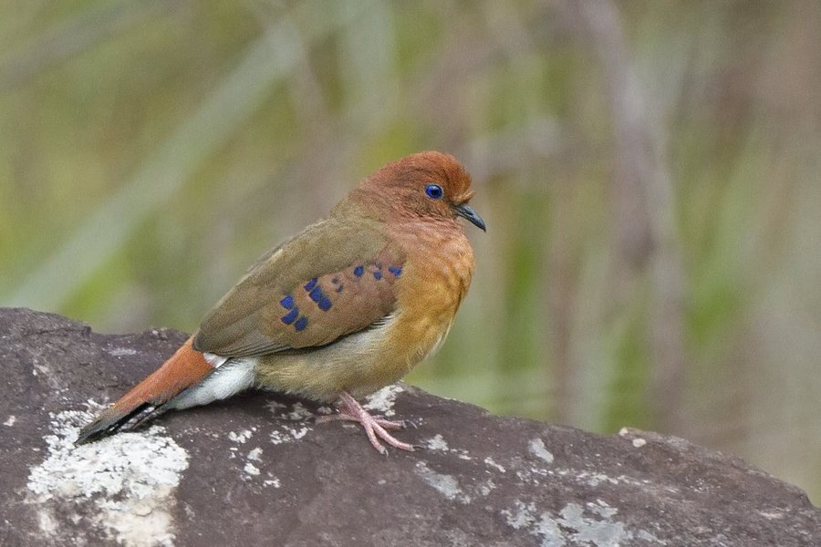 Conhecida como rolinha-do-planalto, a Columbina cyanopis está criticamente ameaçada de extinção. O último registro comprovado da espécie antes da redescoberta aconteceu há 75 anos, em 1941. Agora, um grupo de pesquisadores anunciou para a comunidade de especialistas a redescoberta da ave, que é uma das mais raras do mundo