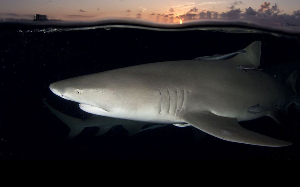 Estes são alguns exemplares da riquíssima e estranha fauna que habita os mares do mundo. Alguns são raros e esquivos, e só podem ser observados e fotografados com muita sorte e alta tecnologia. Outros são mais comuns, e surgem à nossa frente em qualquer mergulho. Todos, nessas fotos, foram premiados no Concurso 2016 de Fotos da Escola Naval Rosenstiel, de Miami, EUA.