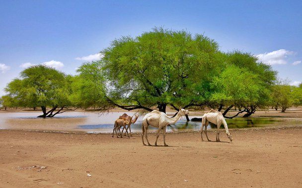 Um Mediterrâneo mais quente transforma o árido Sahel – toda a parte sul do deserto do Saara - em uma zona mais úmida. O aumento da temperatura no mar leva mais chuva para essa região árida. Hoje, o Sahel é bem mais verde do que era há uma dezena de anos.