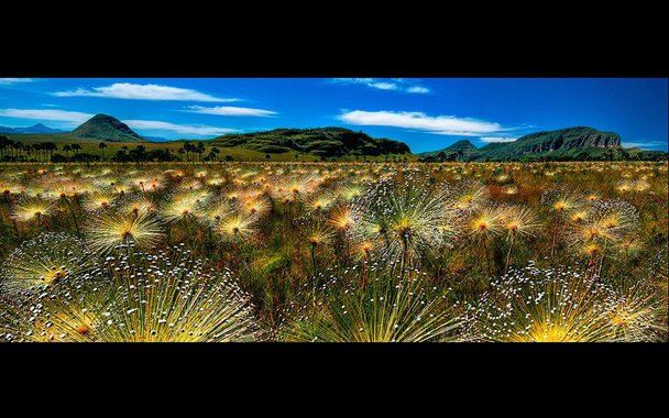 Começam as Olimpíadas do Rio. Mas o Brasil já ganhou sete troféus da Unesco por suas belezas naturais e sua biodiversidade. Galeria de fotos das áreas mais bem preservadas do nosso país, consideradas Patrimônio Natural da Humanidade pela Unesco.