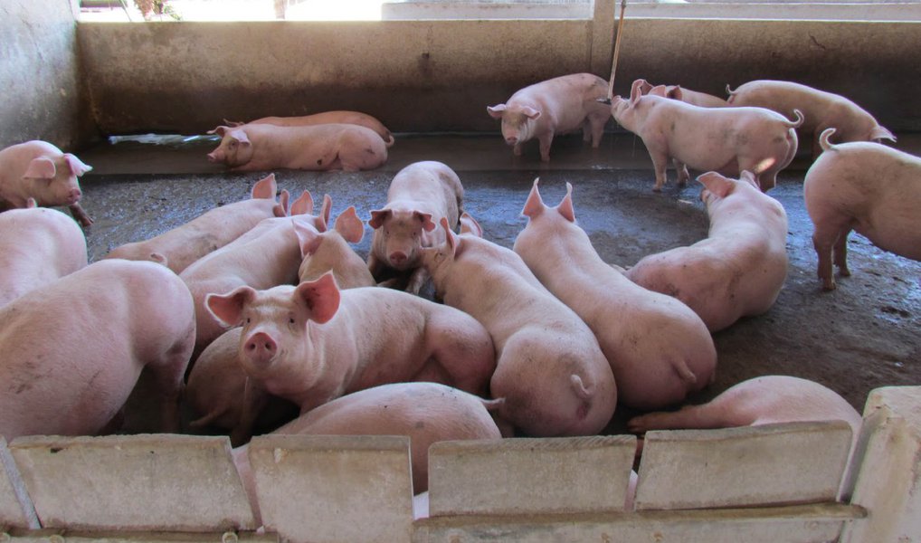 O Programa Nacional de Sanidade Suídea (PNSS) da Agência Estadual de Defesa Agropecuária do Maranhão (Aged) intensifica o cadastramento e a vigilância epidemiológica de propriedades criadoras de suínos, a partir desse mês; as ações fazem parte do cronograma do bloco pecuário do Nordeste e Pará, criado pelo Ministério da Agricultura, Pecuária e Abastecimento (Mapa), para alcançar a meta de reconhecer o Brasil como área livre de peste suína clássica até 2019