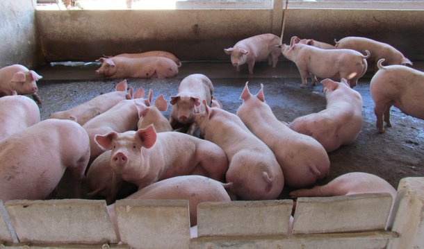 O Programa Nacional de Sanidade Suídea (PNSS) da Agência Estadual de Defesa Agropecuária do Maranhão (Aged) intensifica o cadastramento e a vigilância epidemiológica de propriedades criadoras de suínos, a partir desse mês; as ações fazem parte do cronograma do bloco pecuário do Nordeste e Pará, criado pelo Ministério da Agricultura, Pecuária e Abastecimento (Mapa), para alcançar a meta de reconhecer o Brasil como área livre de peste suína clássica até 2019