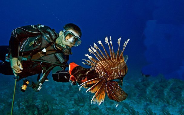 Dezenas de milhares de exemplares de peixe-leão foram eliminados das águas da Flórida. Espécie não-nativa, originária da Ásia, foi levada para o Caribe por mãos humanas. Transformou-se numa praga que dizima outras espécies. Um exemplo do que acontece quando mexemos no mundo natural sem conhecimento das suas leis.