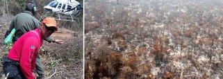 Depois de quase 40 dias de mobilização, o Ibama acabou com um dos maiores incêndios já enfrentados no País; o fogo destruiu 220 mil hectares da região que faz parte da terra indígena Arariboia, no município de Arame, no Maranhão; a área corresponde a 220 mil campos de futebol e representa 52% da área de proteção ambiental, que chega a 420 mil hectares; de acordo com o Ibama, existem fortes indícios de que madeireiros sejam responsáveis por boa parte dos focos de incêndio, dificultando a ação dos agentes; equipes do órgão foram atacadas a tiros