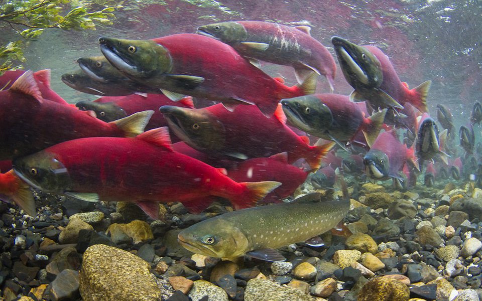 Cientistas conseguem flagrantes incríveis de cardumes de salmões que sobem os rios do Alasca para desovar e acasalar. O fenômeno, que também ocorre com outras espécies em rios brasileiros, chama-se piracema em nosso país.