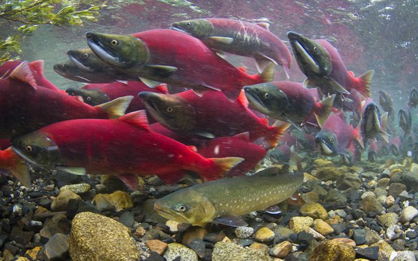 Cientistas conseguem flagrantes incríveis de cardumes de salmões que sobem os rios do Alasca para desovar e acasalar. O fenômeno, que também ocorre com outras espécies em rios brasileiros, chama-se piracema em nosso país.