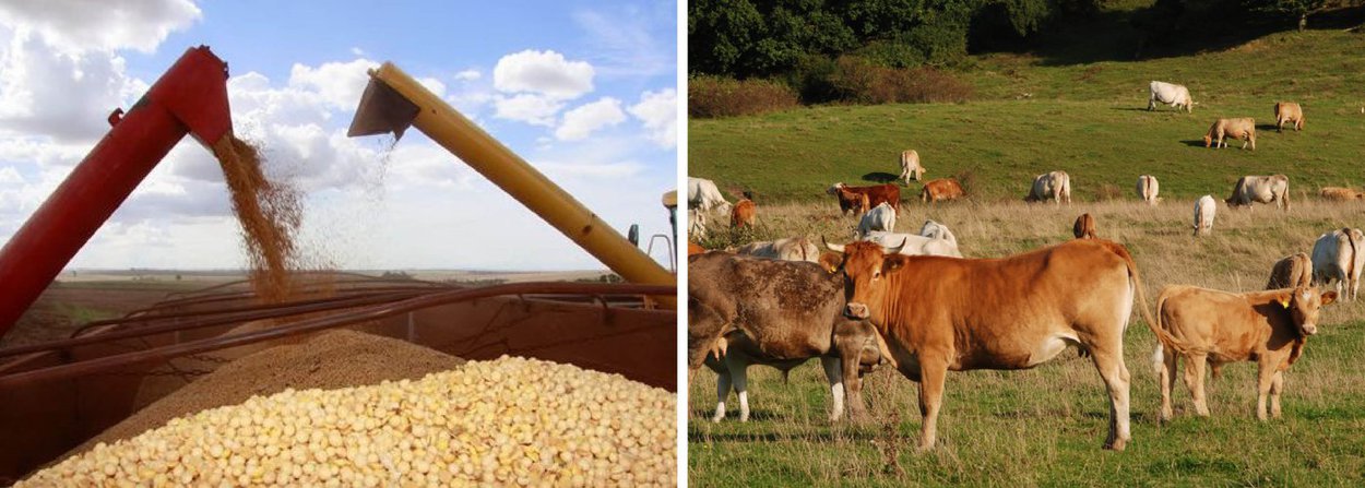 Valor Bruto da Produção Agropecuária (VBP) brasileira chega a R$ 473,2 bilhões em 2015; montante divulgado pelo Ministério da Agricultura é 1% maior que os R$ 468,6 bilhões de 2014; estimativas regionais mostram que a liderança do VBP continua com a Região Sul (R$ 136,96 bilhões), seguida pelo Centro-Oeste (R$ 127,34 bilhões), Sudeste (R$ 120,11 bilhões), Nordeste, (R$ 47 bilhões) e Norte (R$ 27,97 bilhões)