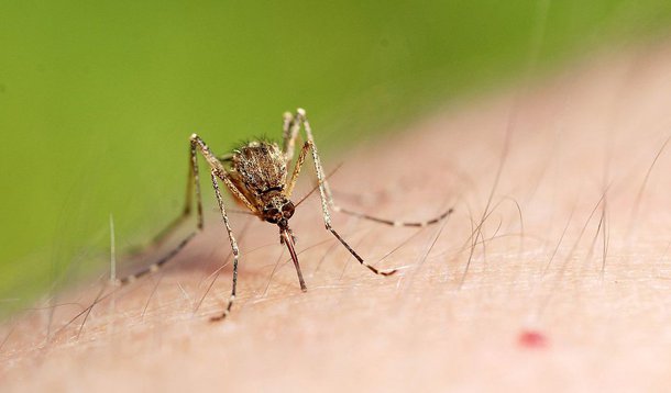 Aumentou de dois para seis o número de casos suspeitos do zika vírus monitorados pela Divisão de Epidemiologia da Secretaria Municipal da Saúde de Foz do Iguaçu, no oeste do Paraná; três pacientes estão internados em hospitais do município; dos seis pacientes, três foram internados por outras causas, mas apresentavam algum sintoma do zika vírus