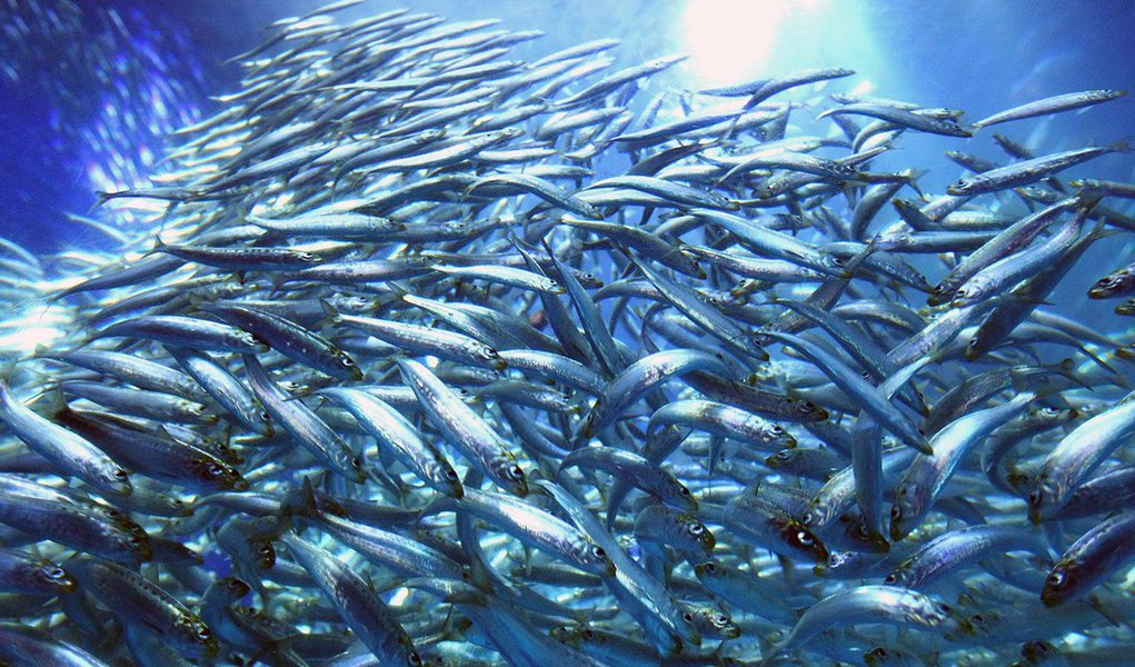 Relatório do grupo ambientalista WWF aponta que a quantidade de peixes nos oceanos caiu pela metade desde 1970; redução teria sido causada pela pesca excessiva e outras ameaças, que deixa o volume de peixes "à beira do colapso”; "Há uma diminuição enorme de espécies que são essenciais, tanto para o ecossistema dos oceanos quanto para a segurança alimentar de bilhões de pessoas", afirmou o  diretor-geral do WWF Internacional, Marco Lambertini; “O oceano é resistente, mas há um limite”, completou