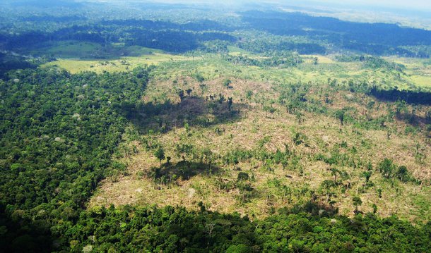 A taxa de desmatamentos no mundo caiu mais de 50% nos últimos 25 anos, diz o estudo Global Forest Resources Assessment 2015 (Avaliação de Recursos Florestais Globais 2015, em tradução livre), da Organização das Nações Unidas para Agricultura e Alimentação (FAO); segundo o relatório, a taxa anual de perda florestal era de 0,18% no início dos anos 90 e nos últimos cinco anos essa taxa diminuiu para 0,08%; “Ao longo dos últimos 25 anos as florestas do mundo têm mudado das mais diversas e dinâmicas formas. Países têm um maior conhecimento dos seus recursos florestais e, como resultado, temos um quadro melhor da mudança das florestas globais”, diz um trecho do estudo